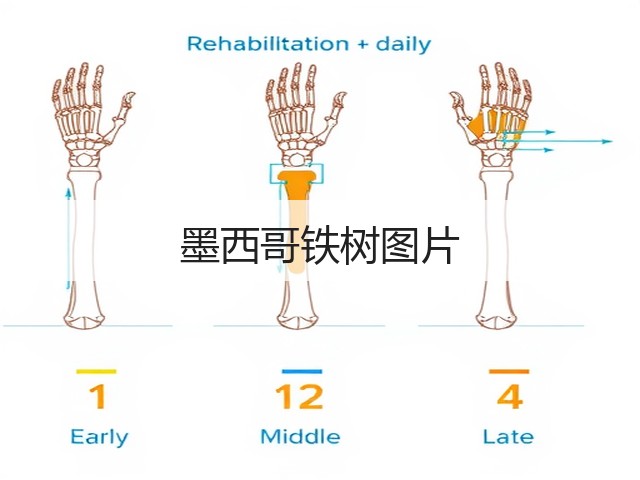 墨西哥铁树图片