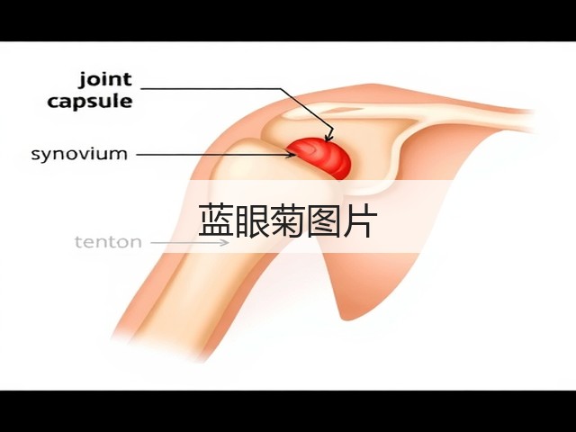 蓝眼菊图片