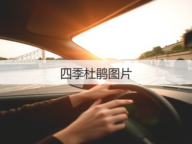四季杜鹃图片 四季杜鹃图片
