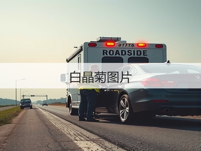 白晶菊图片 白晶菊图片