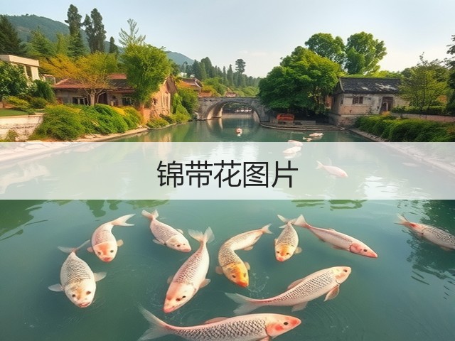 锦带花图片 锦带花图片