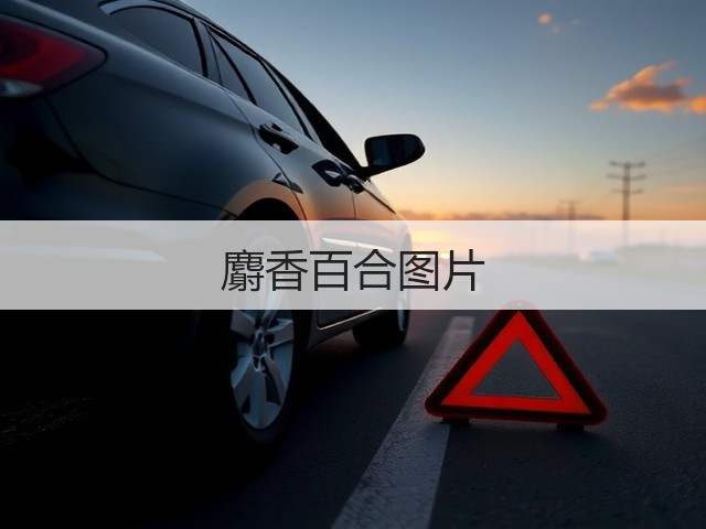 麝香百合图片 麝香百合图片