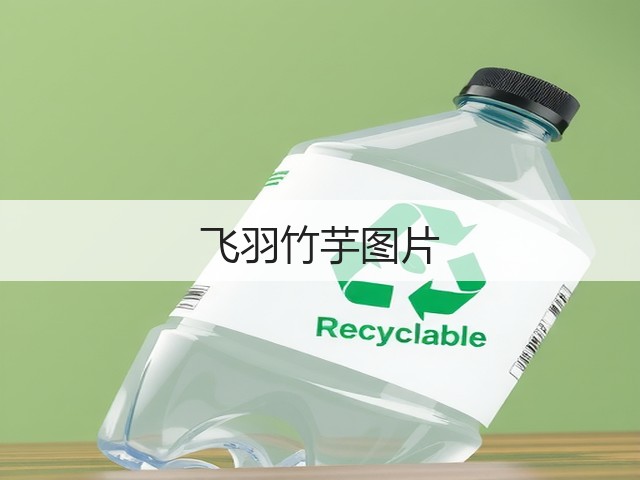 飞羽竹芋图片 飞羽竹芋图片