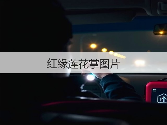 红缘莲花掌图片 红缘莲花掌图片
