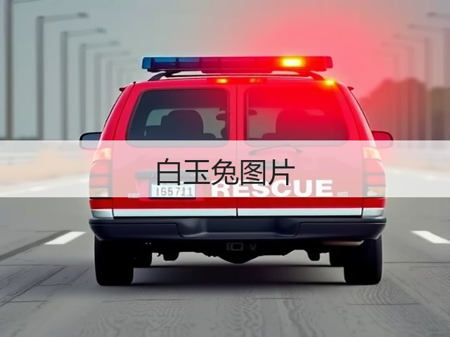 白玉兔图片 白玉兔图片