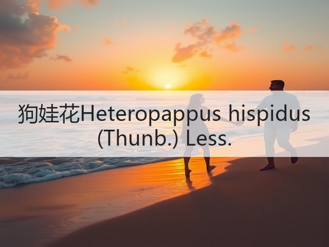 狗娃花Heteropappus hispidus (Thunb.) Less.