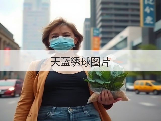 天蓝绣球图片 天蓝绣球图片
