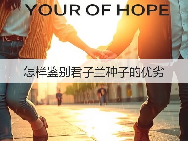 怎样鉴别君子兰种子的优劣