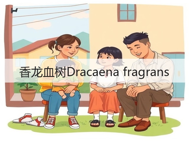 香龙血树Dracaena fragrans 香龙血树Dracaena fragrans