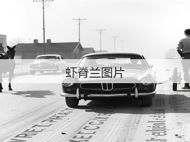 虾脊兰图片 虾脊兰图片