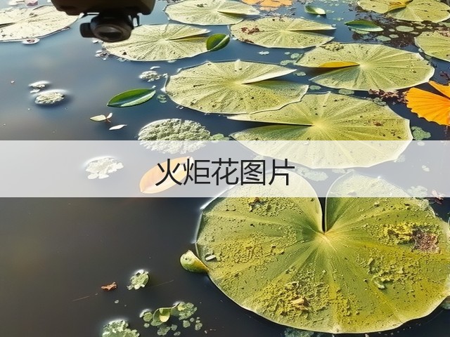 火炬花图片 火炬花图片
