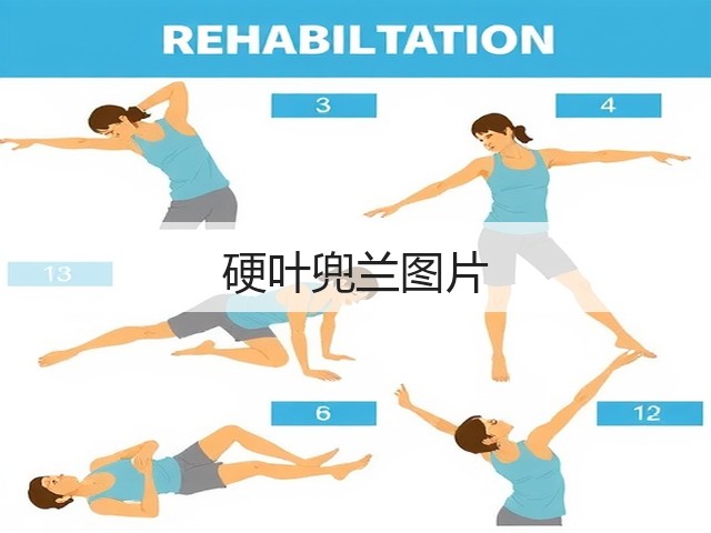 硬叶兜兰图片 硬叶兜兰图片
