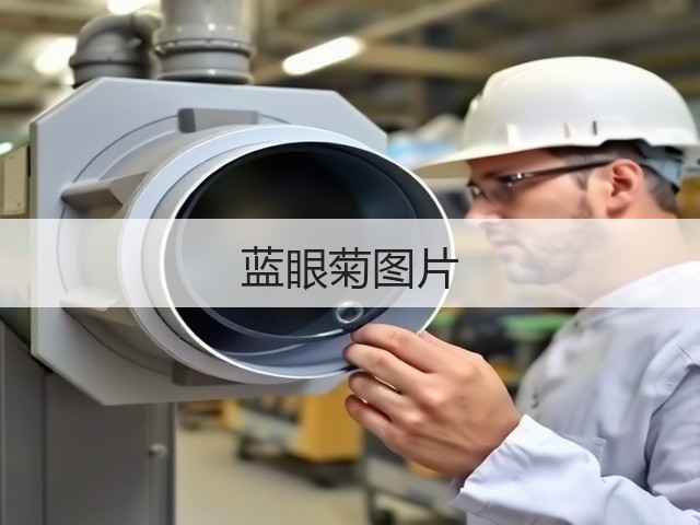 蓝眼菊图片