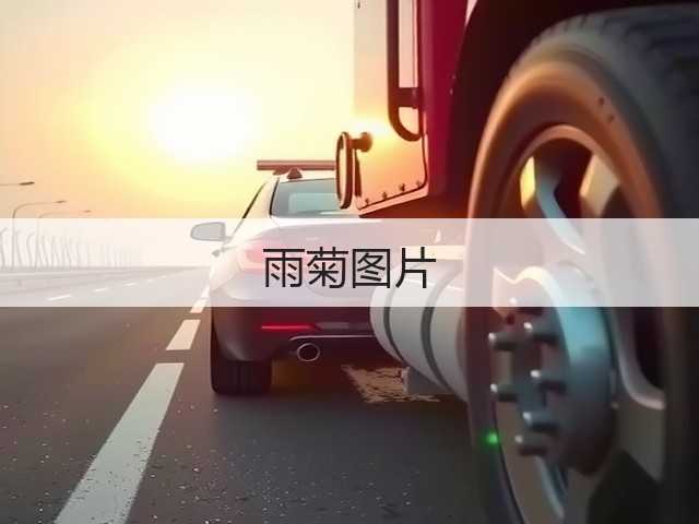 雨菊图片
