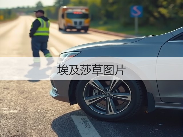 埃及莎草图片