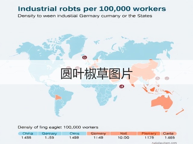 圆叶椒草图片 圆叶椒草图片