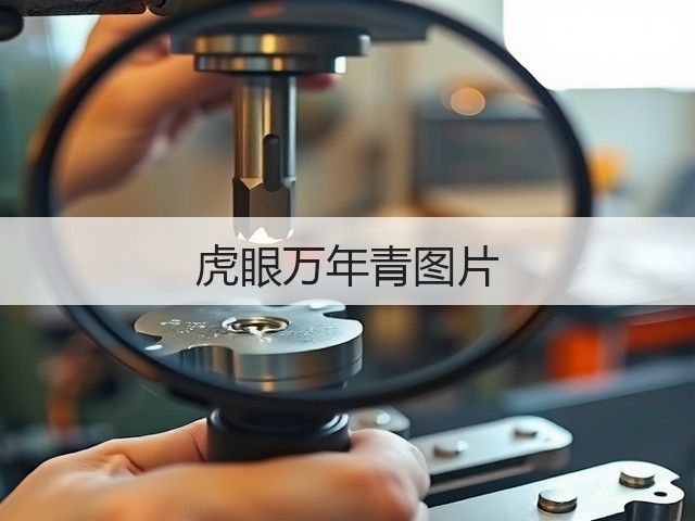 虎眼万年青图片 虎眼万年青图片