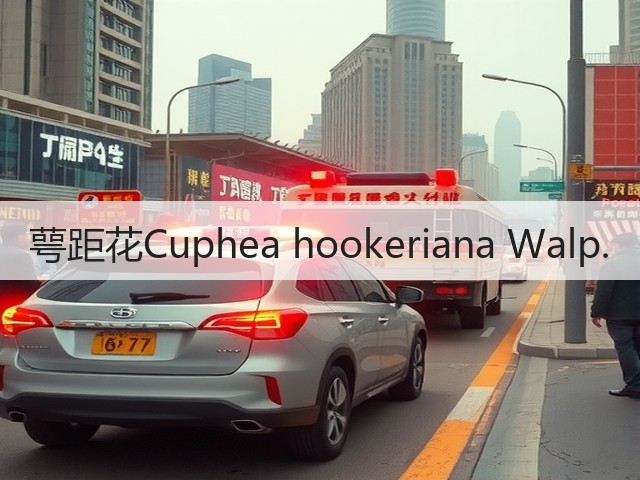 萼距花Cuphea hookeriana Walp. 萼距花Cuphea hookeriana Walp.