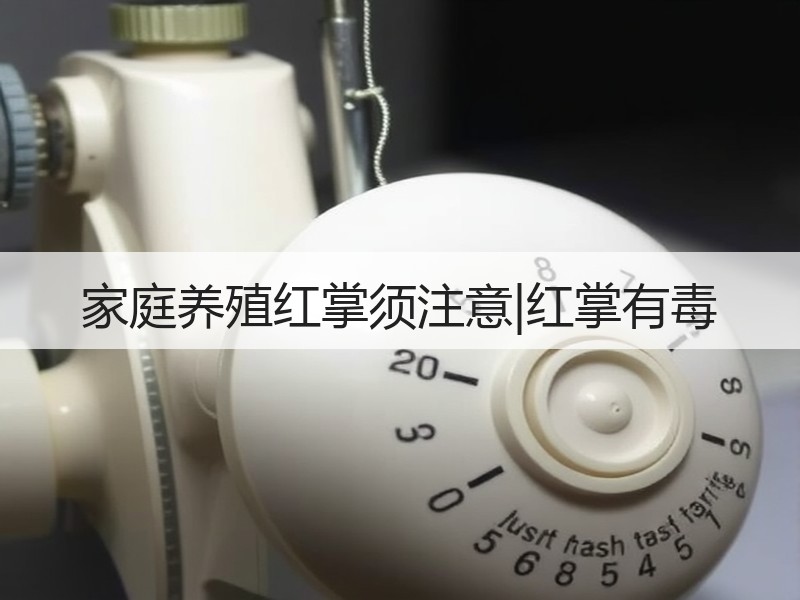家庭养殖红掌须注意|红掌有毒