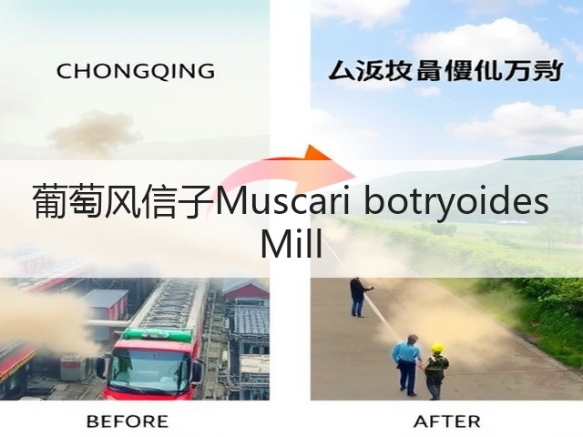 葡萄风信子Muscari botryoides Mill 葡萄风信子Muscari botryoides Mill