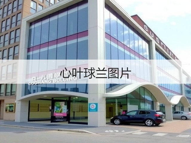 心叶球兰图片 心叶球兰图片