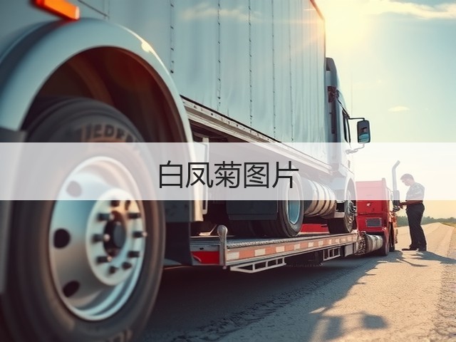 白凤菊图片 白凤菊图片