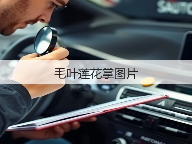 毛叶莲花掌图片 毛叶莲花掌图片