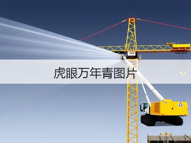 虎眼万年青图片 虎眼万年青图片