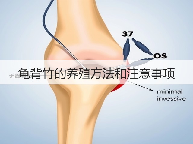 龟背竹的养殖方法和注意事项 龟背竹的养殖方法和注意事项