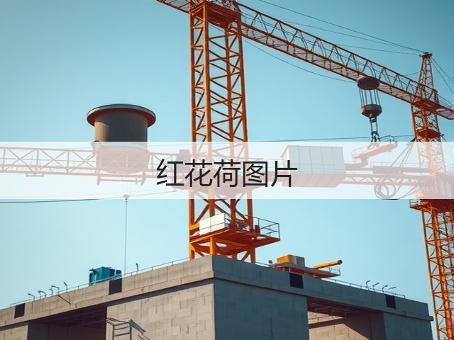红花荷图片 红花荷图片