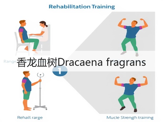 香龙血树Dracaena fragrans 香龙血树Dracaena fragrans