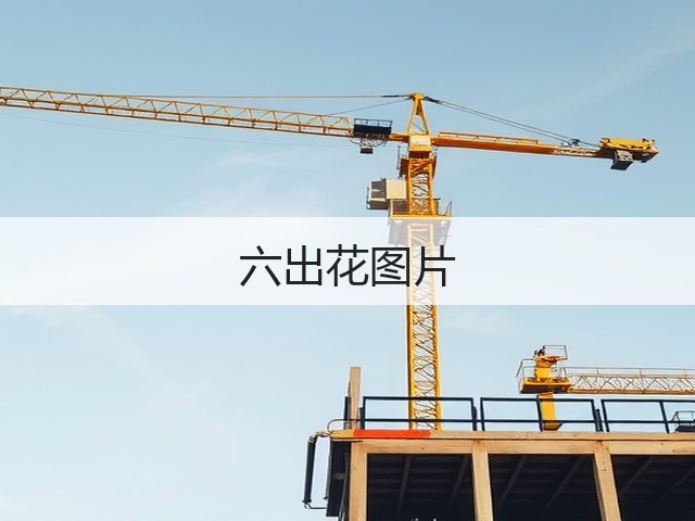 六出花图片 六出花图片