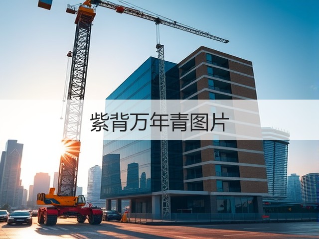 紫背万年青图片