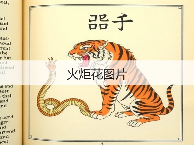 火炬花图片 火炬花图片