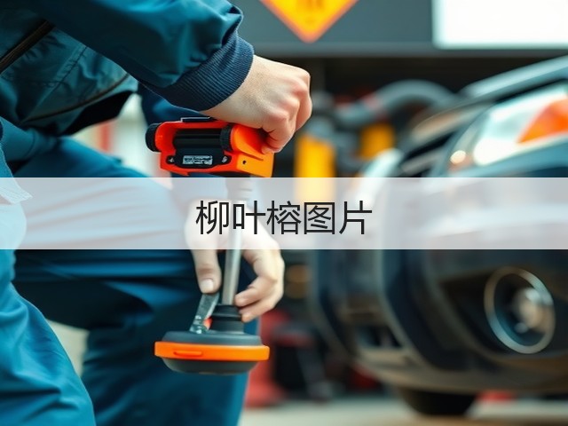柳叶榕图片