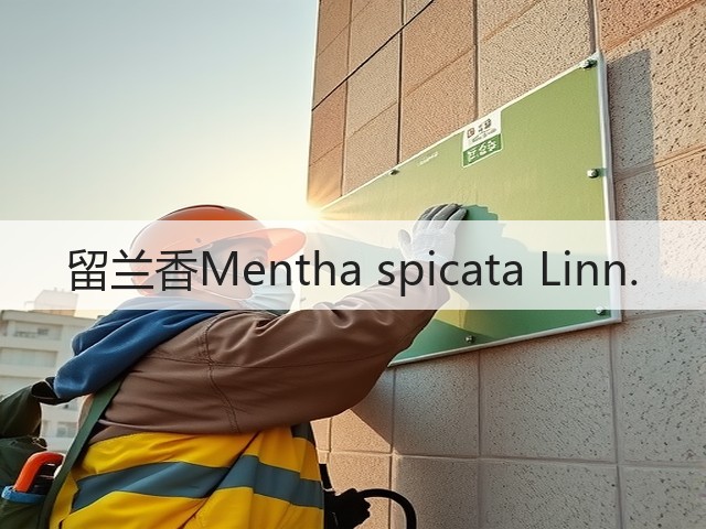 留兰香Mentha spicata Linn. 留兰香Mentha spicata Linn.