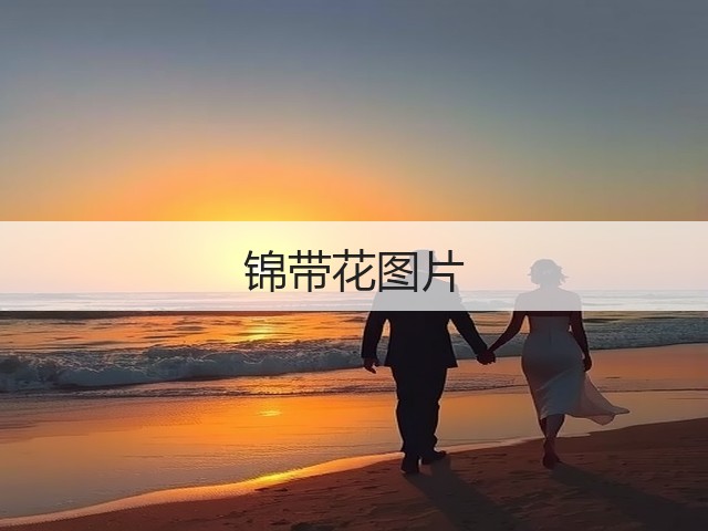 锦带花图片 锦带花图片