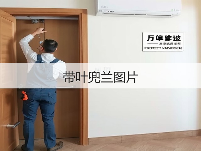带叶兜兰图片