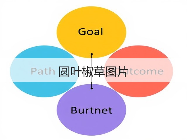 圆叶椒草图片 圆叶椒草图片