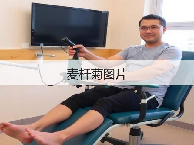 麦杆菊图片