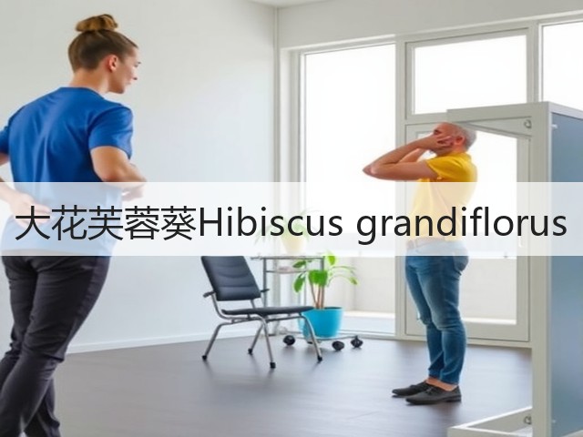 大花芙蓉葵Hibiscus grandiflorus 大花芙蓉葵Hibiscus grandiflorus
