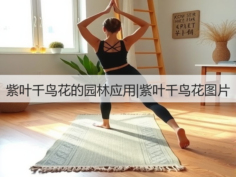 紫叶千鸟花的园林应用|紫叶千鸟花图片
