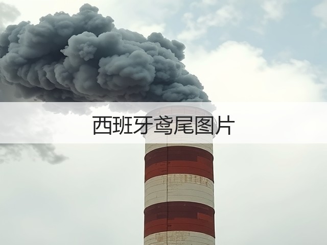 西班牙鸢尾图片 西班牙鸢尾图片