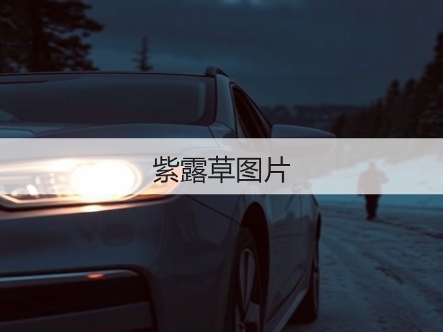 紫露草图片 紫露草图片